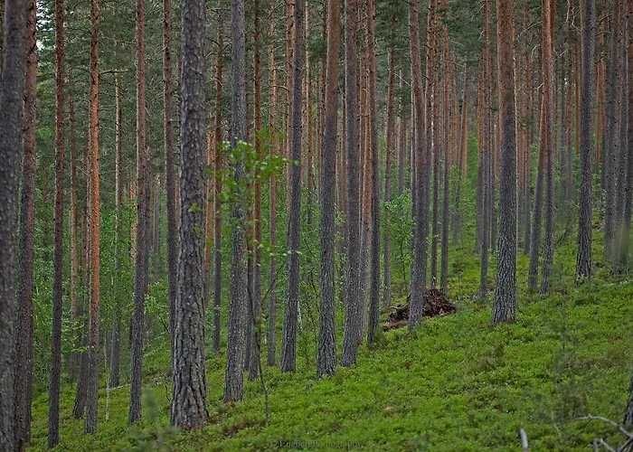 Villa Jolla Padasjoki